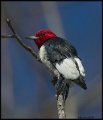 _7SB4010 red-headed woodpecker